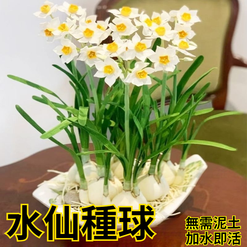 【比香水還香,盛開在冬天,新手也能輕鬆養爆花,种一次年年有花看】重辦洋水仙,耐寒易養,不挑環境,水培土培都可以,現在種下,過年就開花,滿屋飄香,清新怡人! 【比香水還香,盛開在冬天,新手也能輕鬆養爆花,种一次年年有花看】重辦洋水仙,耐寒易養,不挑環境,水培土培都可以,現在種下,過年就開花,滿屋飄香,清新怡人!